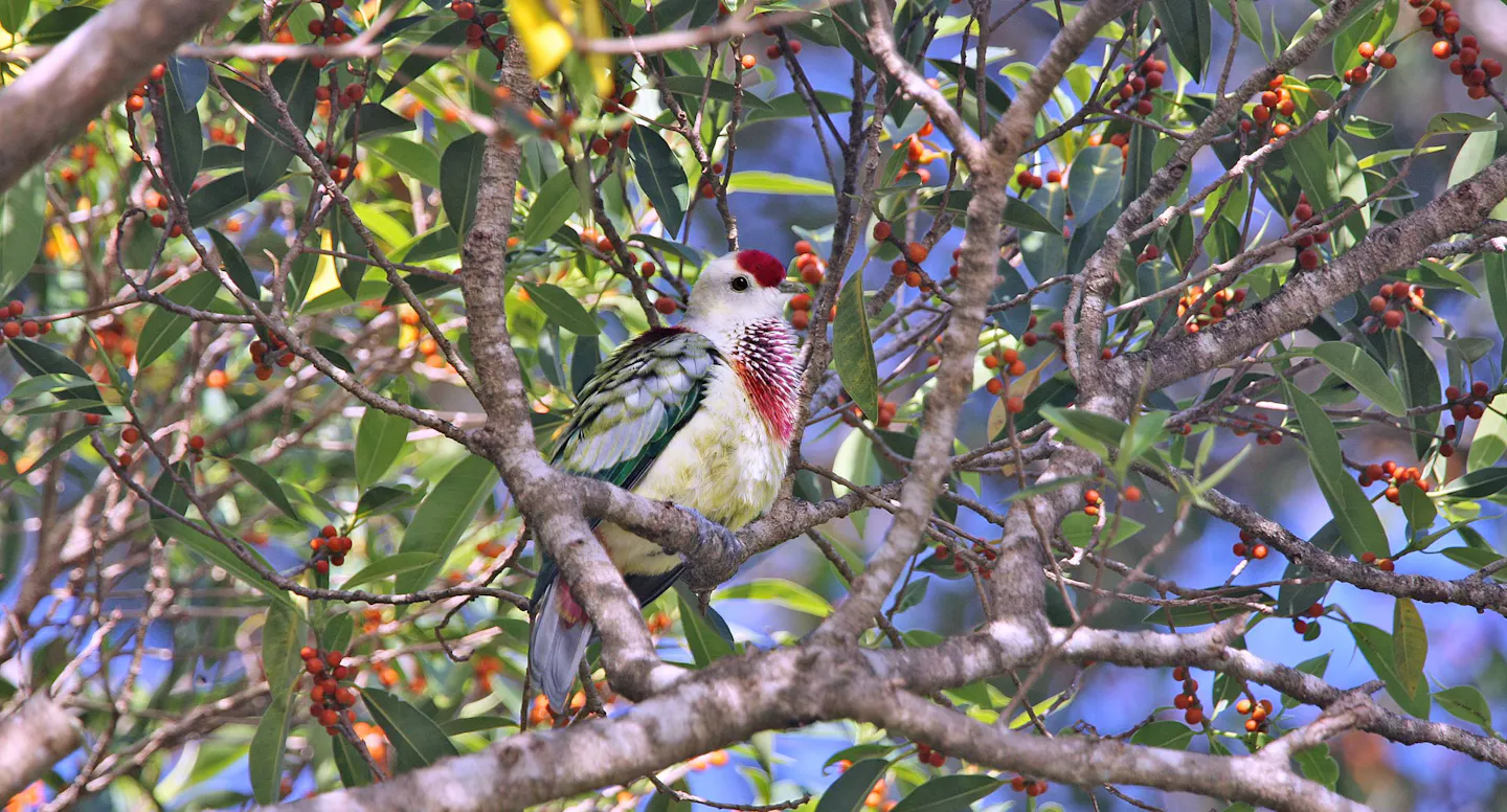 How the many-colored fruit dove helps the tropics flourish